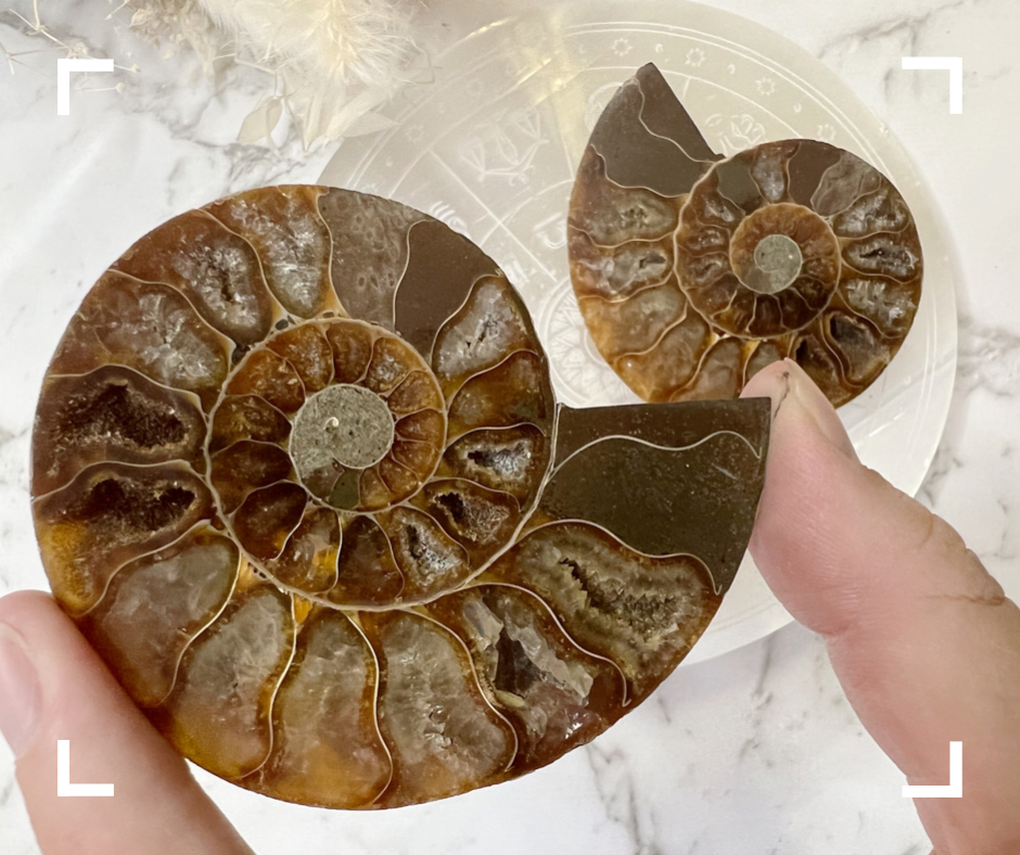 Ammonite & Cleoniceras Fossil